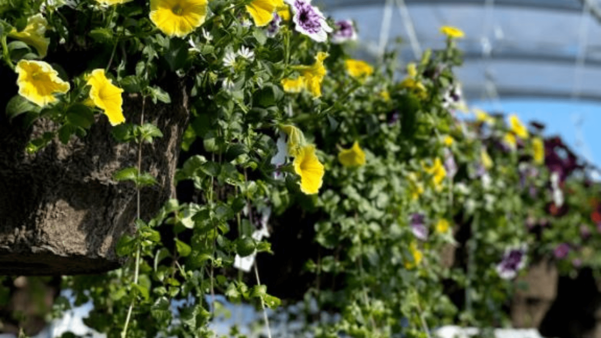 Aspen Grove Littleton CO