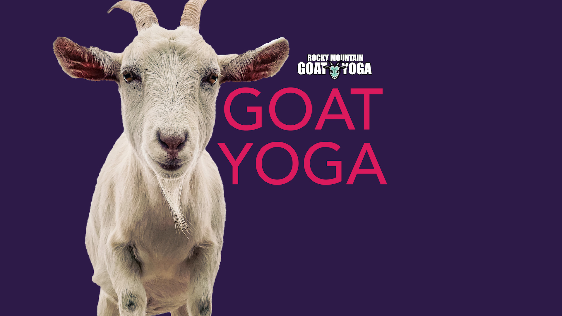 Goat Yoga